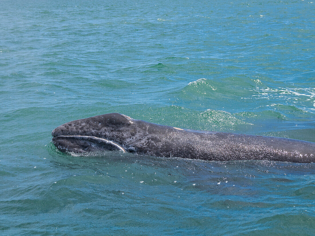 California gray whale calf (Eschrictius robustus), surfacing in San Ignacio Lagoon, Baja California, Mexico, North America