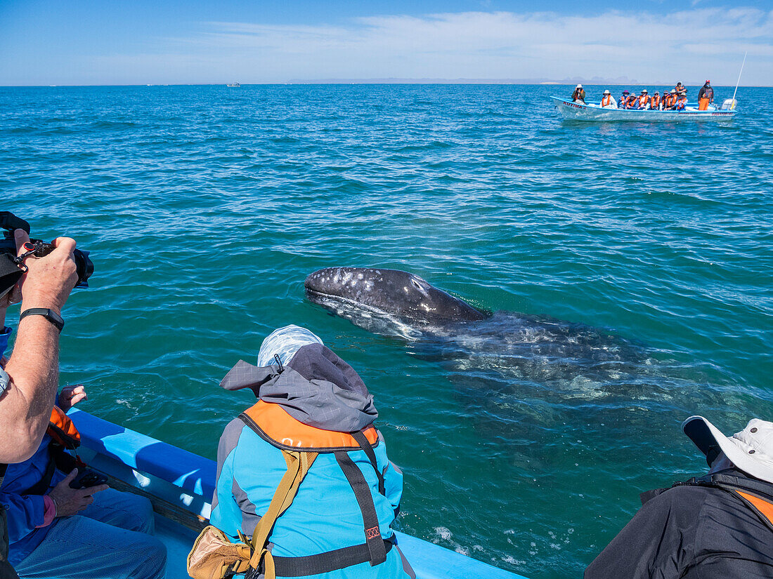 California gray whale calf (Eschrictius robustus), with excited tourists in San Ignacio Lagoon, Baja California, Mexico, North America