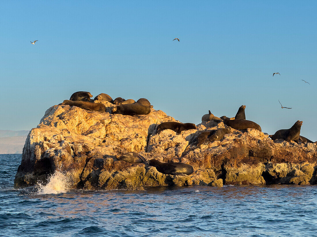 Kalifornische Seelöwenbullen (Zalophus californianus), auf einer kleinen Insel vor der Insel San Marcos, Sea of Cortez, Mexiko, Nordamerika