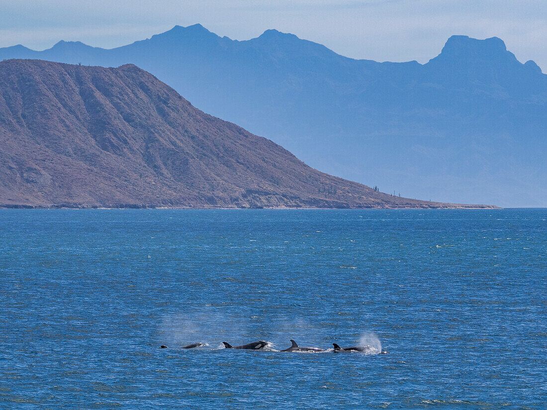 Schwertwale (Orcinus orca), vor der Isla Carmen, Baja California Sur, Mexiko, Nordamerika