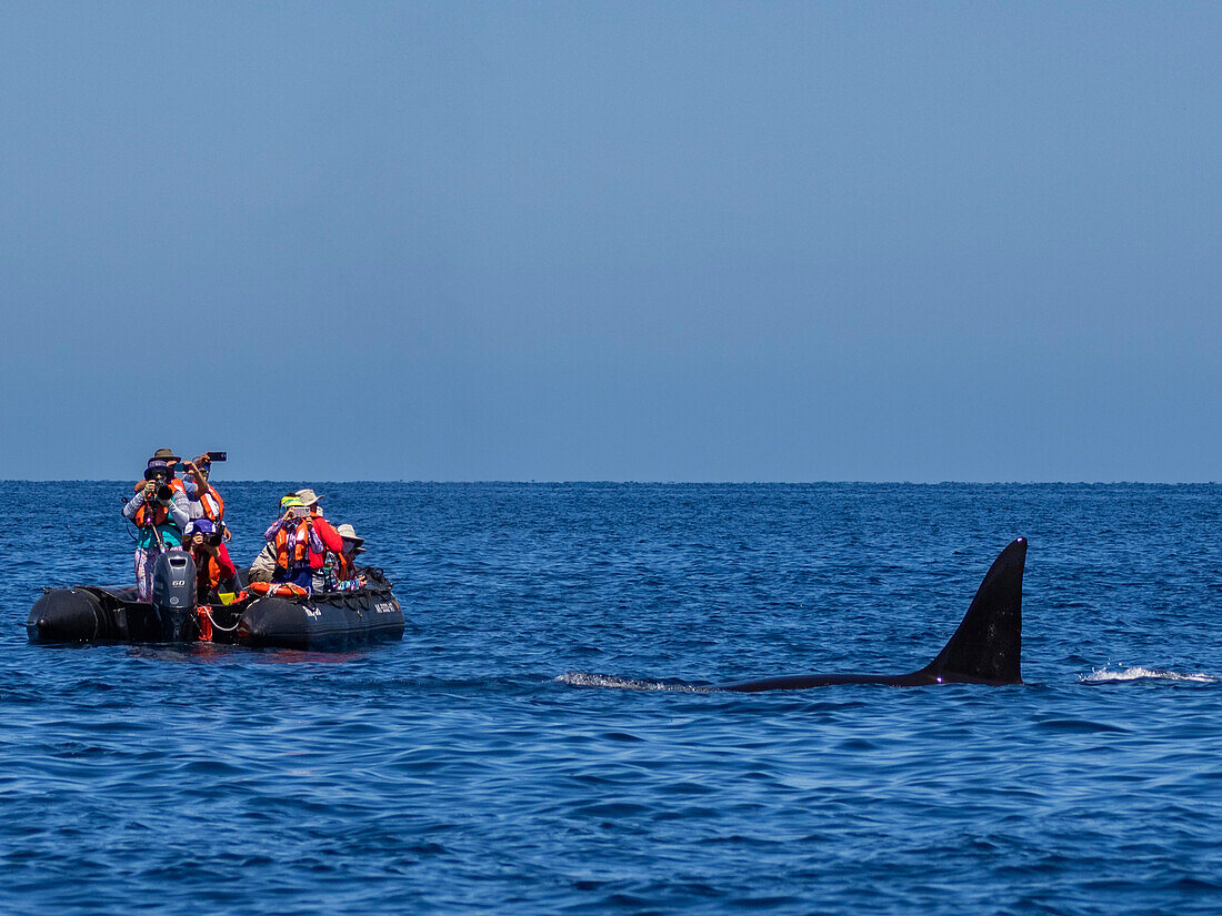 Killer whale pod (Orcinus orca), beside tourists in inflatables off Punta Colorada, Isla San Jose, Baja California Sur, Mexico, North America