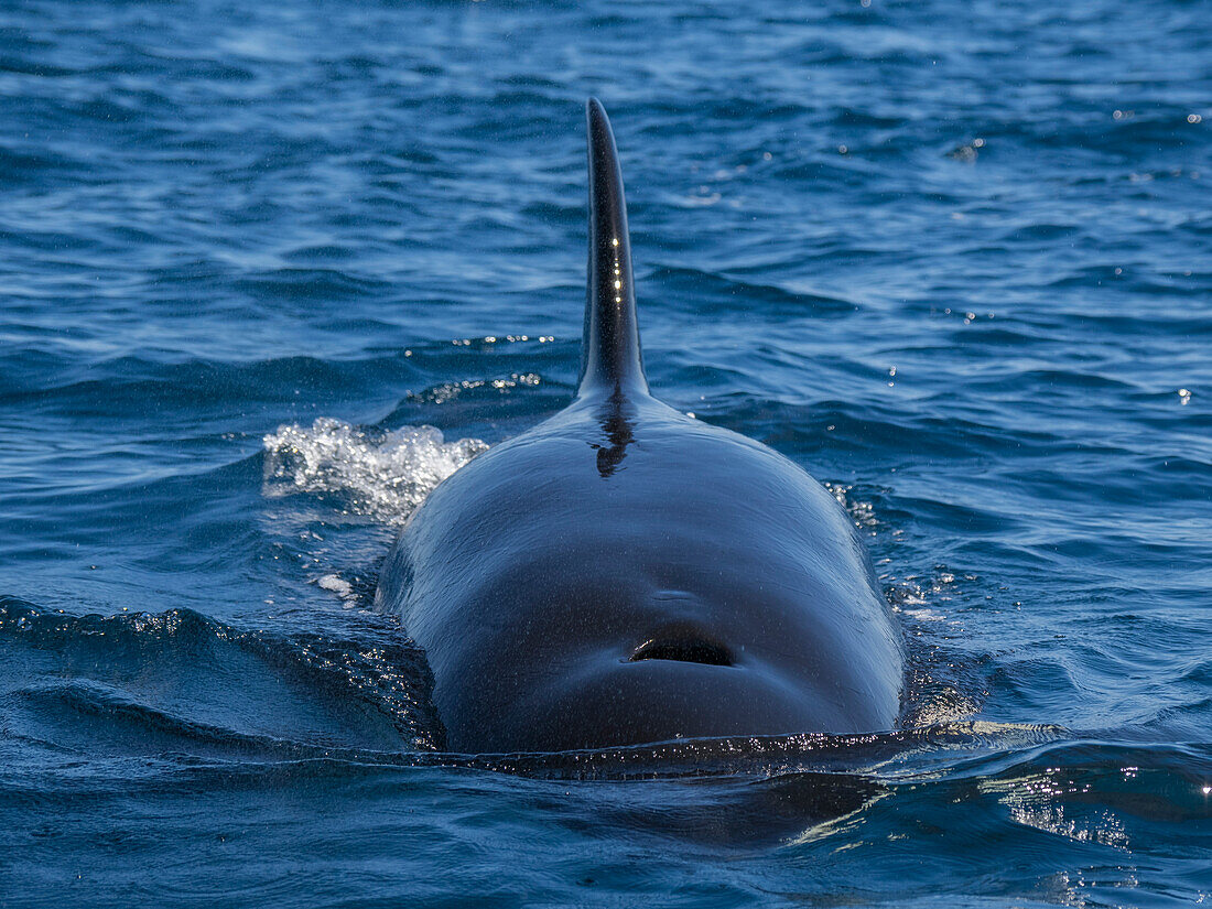 Schwertwal-Population (Orcinus orca), vor Punta Colorada, Isla San Jose, Baja California Sur, Mexiko, Nordamerika