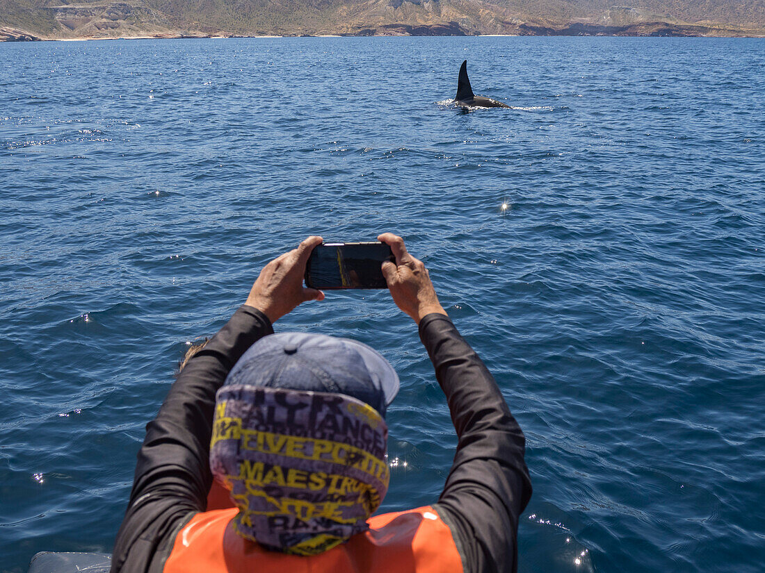 Killer whale pod (Orcinus orca), ad tourist off Punta Colorada, Isla San Jose, Baja California Sur, Mexico, North America