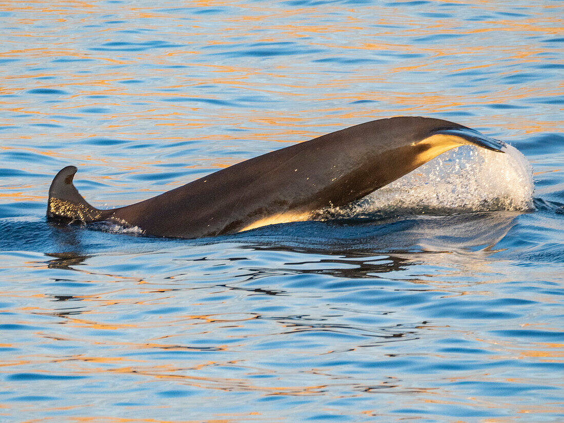 Schwertwalweibchen (Orcinus orca), Schwanzlupfen vor Isla San Lorenzo, Baja California, Sea of Cortez, Mexiko, Nordamerika