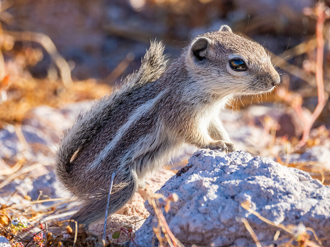 EspA?ritu Santo Antilopen-Eichhörnchen (Ammospermophilus insularis), auf der Isla Espiritu Santo, Sea of Cortez, Mexiko, Nordamerika