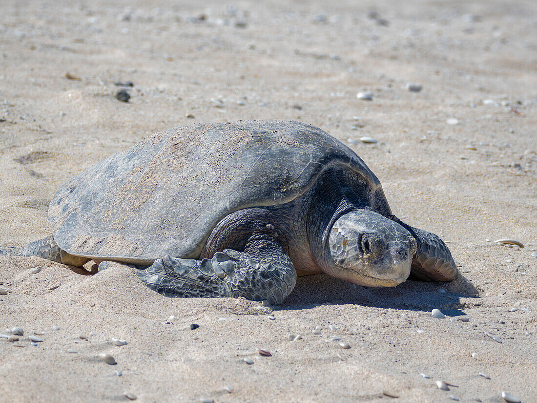 Eine erwachsene weibliche Grüne Meeresschildkröte (Chelonia mydas), die an Land kommt, um auf der Isla Espiritu Santo zu nisten, Sea of Cortez, Mexiko, Nordamerika