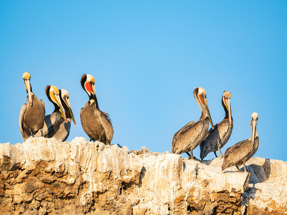 Adult brown pelicans (Pelecanus occidentalis), standing together on Isla Tortuga, Baja California, Mexico, North America