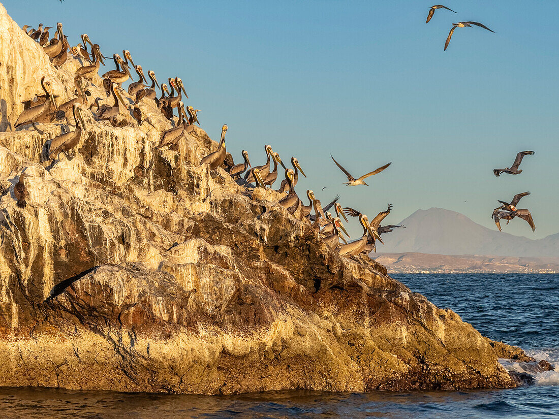 Ausgewachsene Braune Pelikane (Pelecanus occidentalis), auf einer kleinen Insel nahe Isla San Marcos, Baja California, Mexiko, Nordamerika