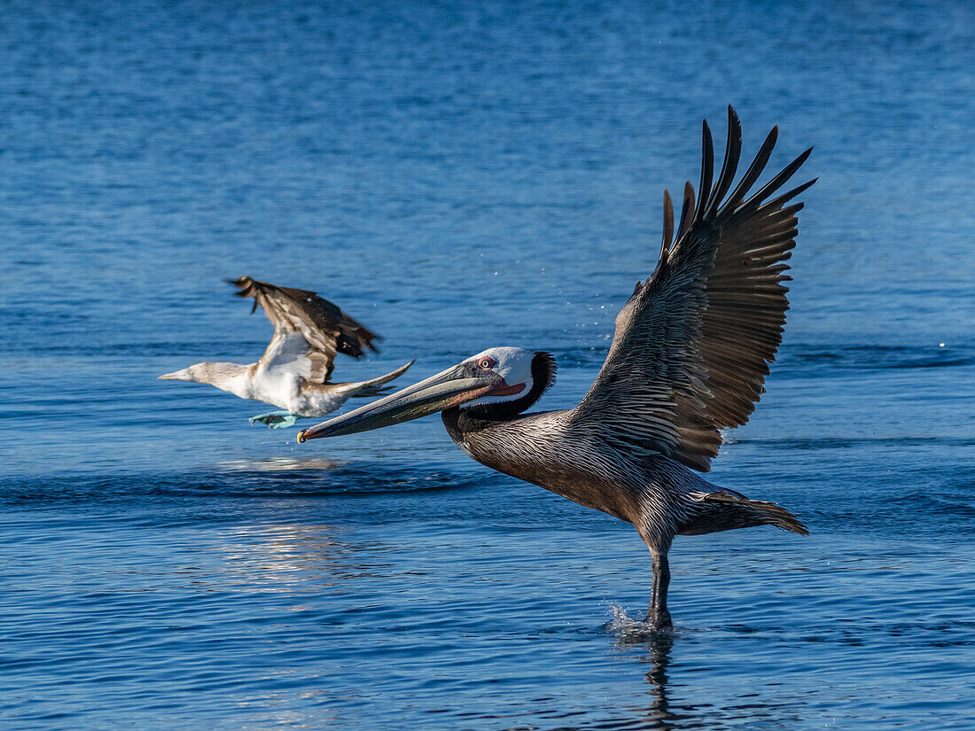 Adult brown pelican (Pelecanus occidentalis), taking flight on a small islet near Isla Salsipuedes, Baja California, Mexico, North America