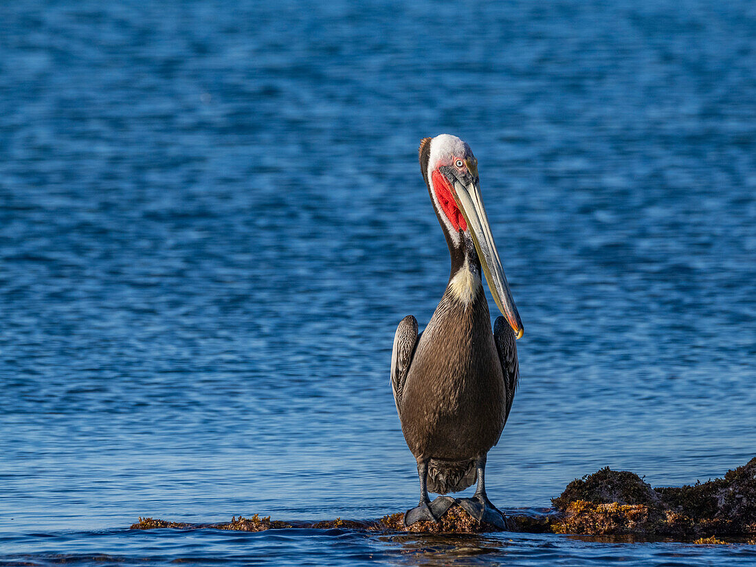 Ausgewachsener Braunpelikan (Pelecanus occidentalis), auf einem kleinen Eiland bei Isla Salsipuedes, Baja California, Mexiko, Nordamerika