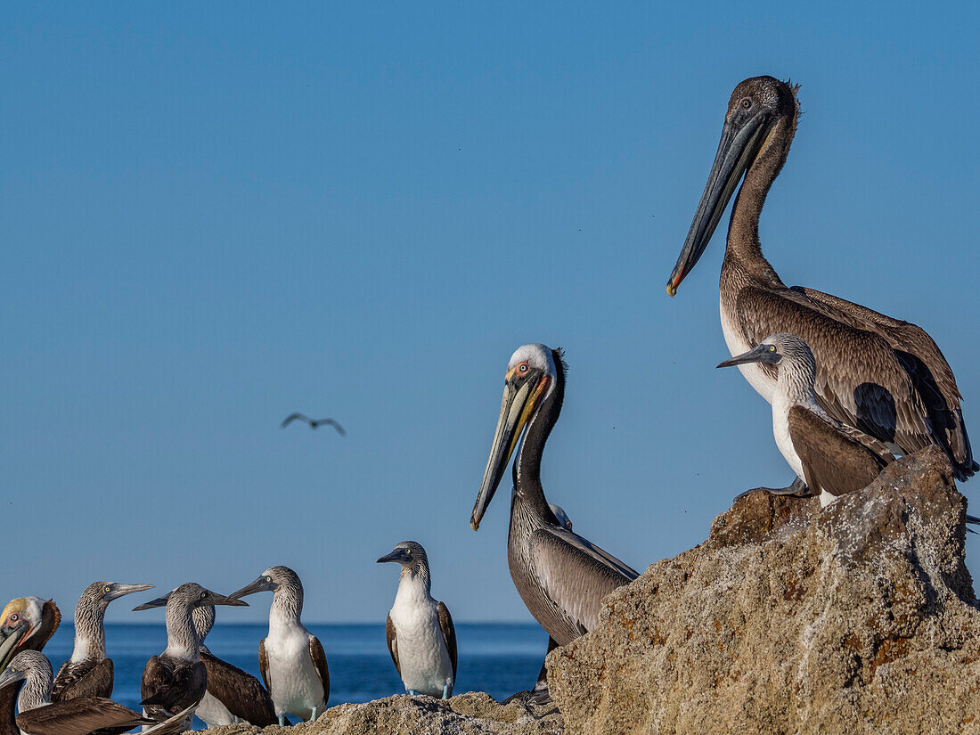 Ausgewachsener Braunpelikan (Pelecanus occidentalis), auf einer kleinen Insel nahe der Isla Salsipuedes, Baja California, Mexiko, Nordamerika