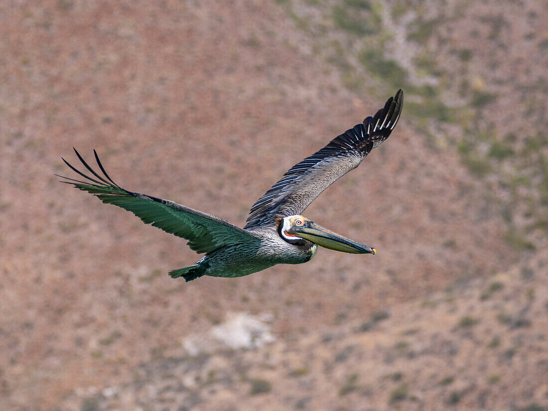 Adult brown pelican (Pelecanus occidentalis), in flight, Isla Carmen, Baja California Sur, Mexico, North America