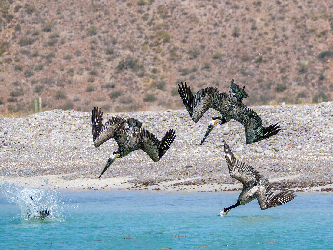 Ausgewachsener Braunpelikan (Pelecanus occidentalis), Sturzflug nach Fischen, Isla Carmen, Baja California Sur, Mexiko, Nordamerika