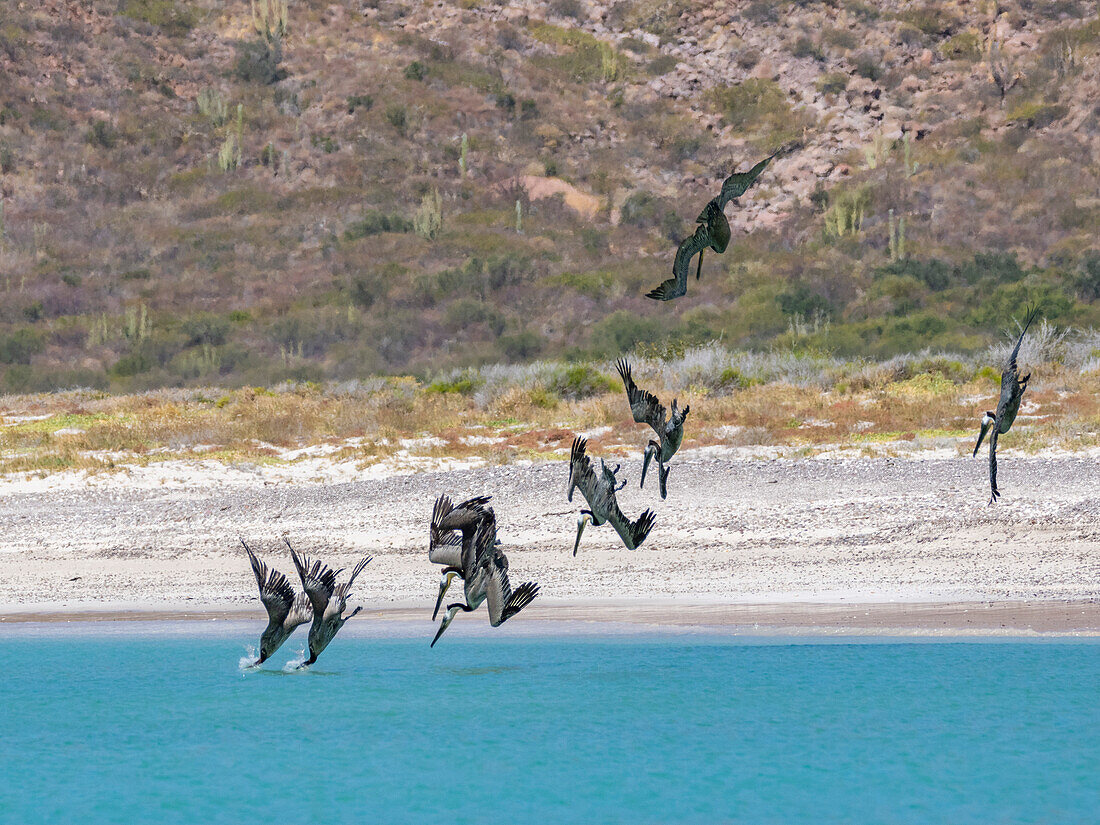 Adult brown pelicans (Pelecanus occidentalis), plunge diving for fish, Isla Carmen, Baja California Sur, Mexico, North America