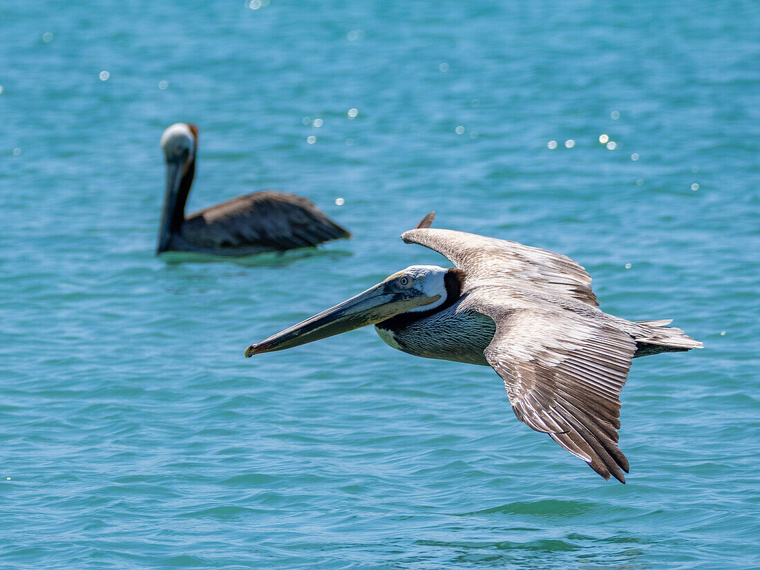 Ausgewachsener Braunpelikan (Pelecanus occidentalis), Sturzflug nach Fischen, Isla Carmen, Baja California Sur, Mexiko, Nordamerika