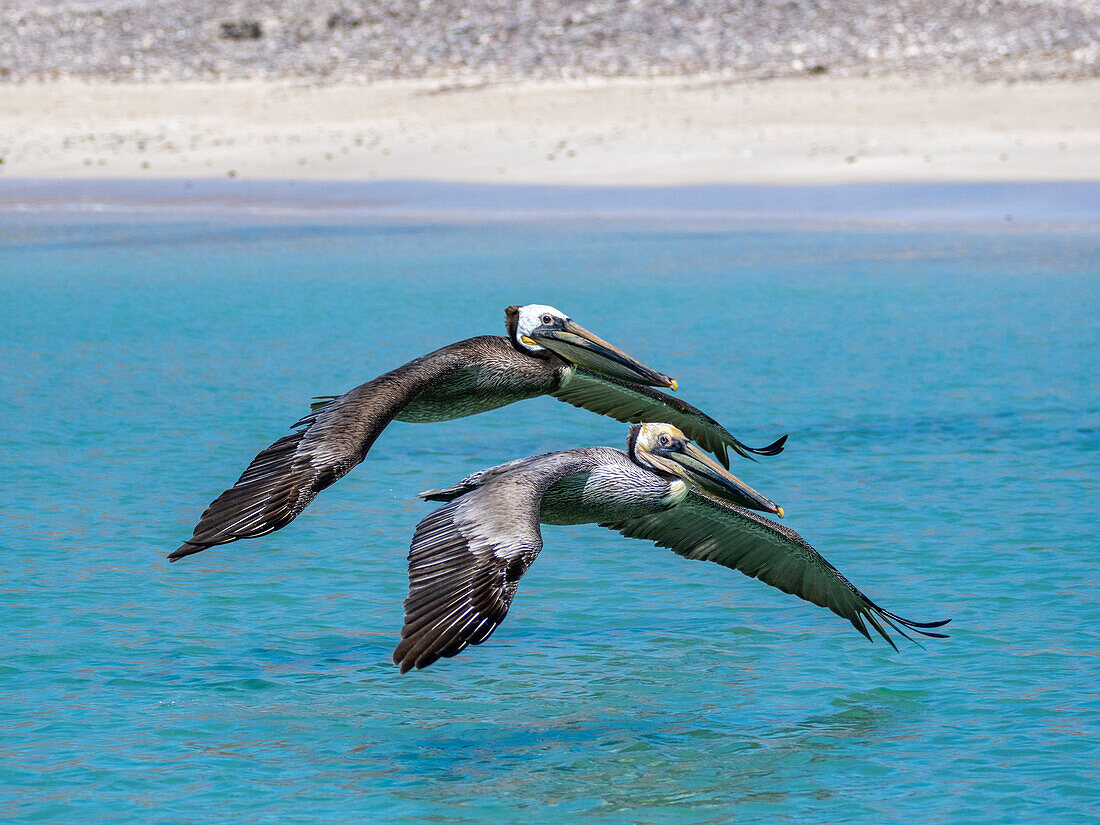 Adult brown pelicans (Pelecanus occidentalis), flying in formation, Isla Carmen, Baja California Sur, Mexico, North America