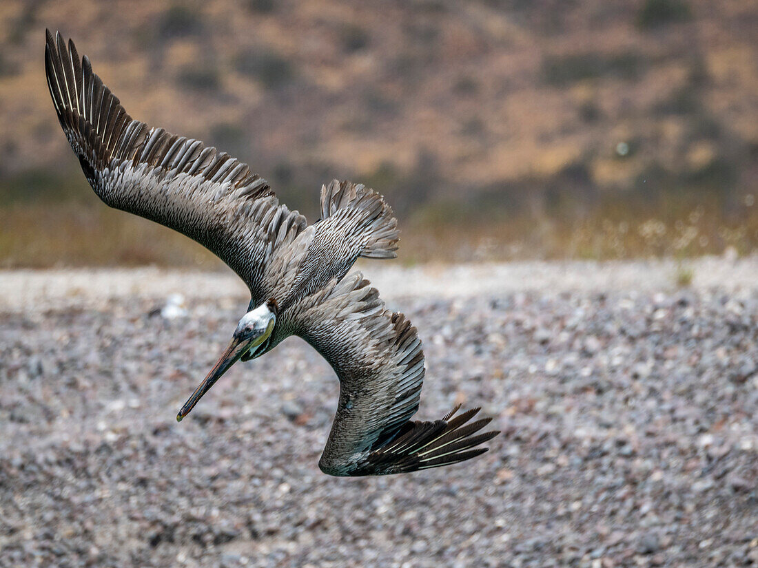 Adult brown pelican (Pelecanus occidentalis), plunge diving for fish, Isla Carmen, Baja California Sur, Mexico, North America