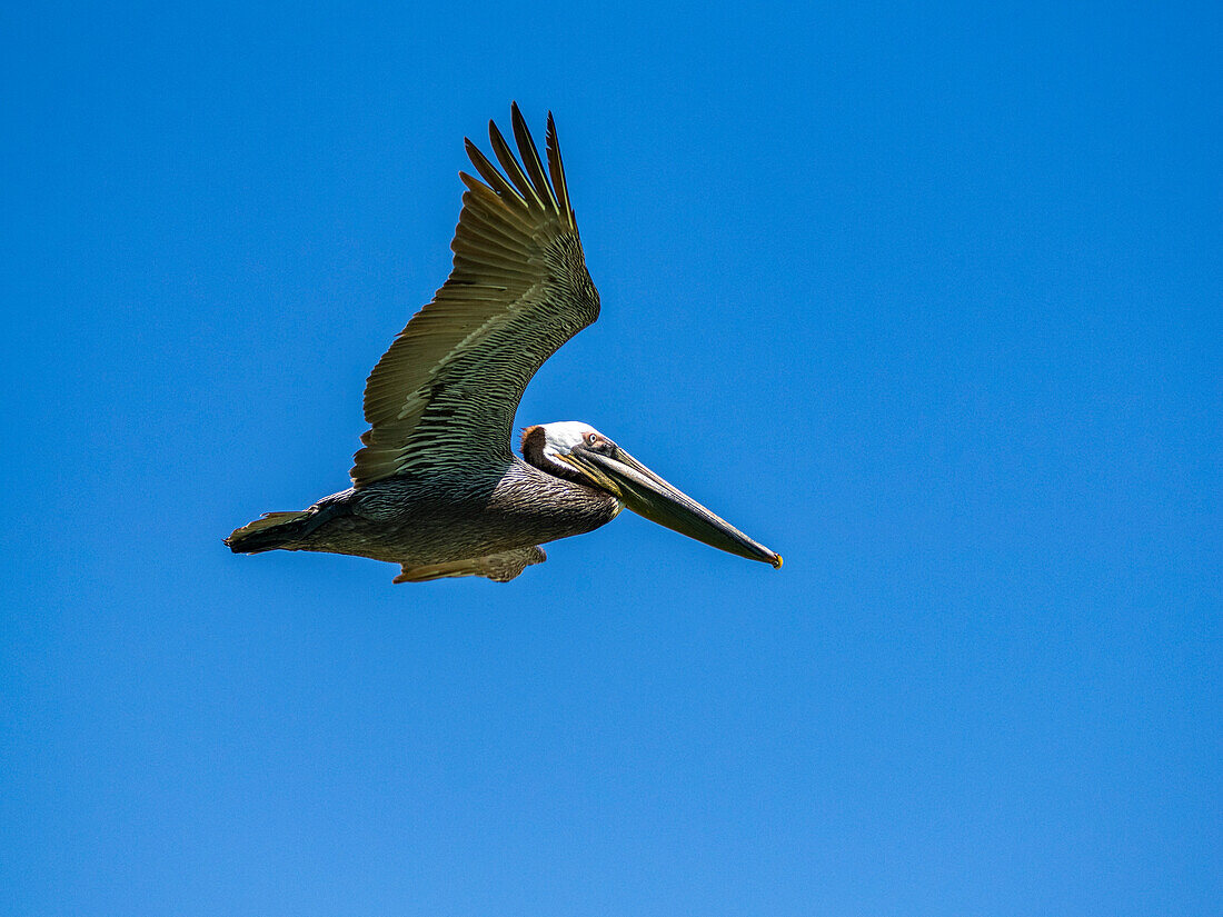 Adult brown pelican (Pelecanus occidentalis), plunge diving for fish, Isla Carmen, Baja California Sur, Mexico, North America