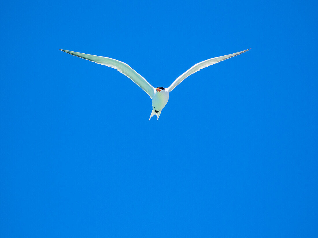 Adult elegant tern (Thalasseus elegans), looking for fish on Isla Carmen, Baja California Sur, Sea of Cortez, Mexico, North America