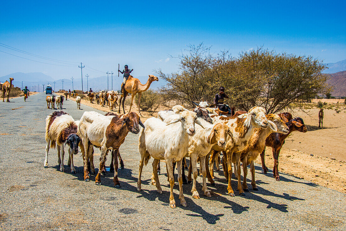 Herds of animals walking in the lowlands of Eritrea, Africa