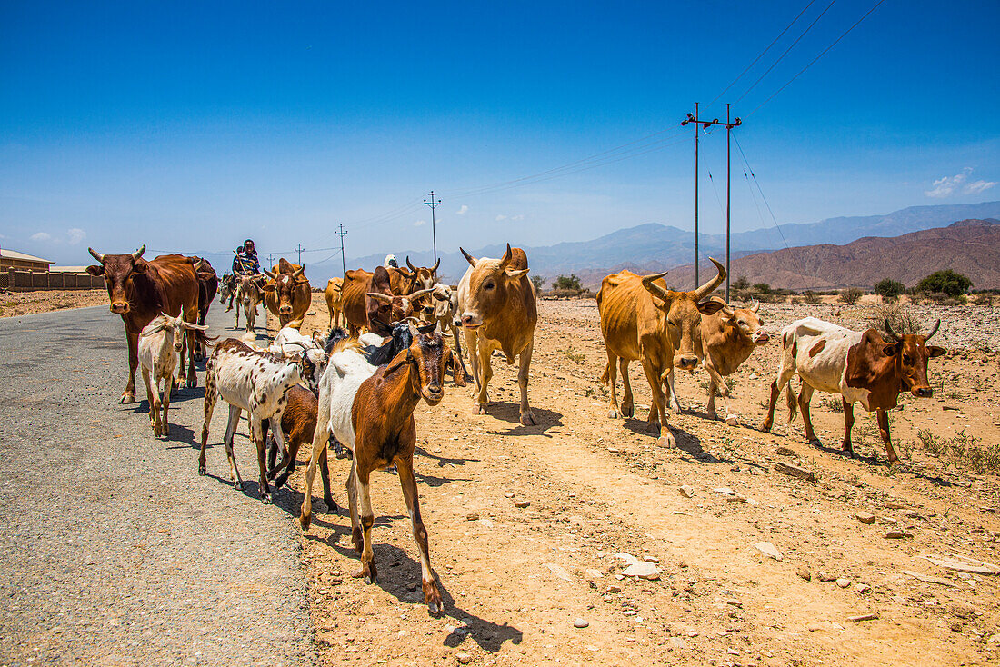 Herds of animals walking in the lowlands of Eritrea, Africa