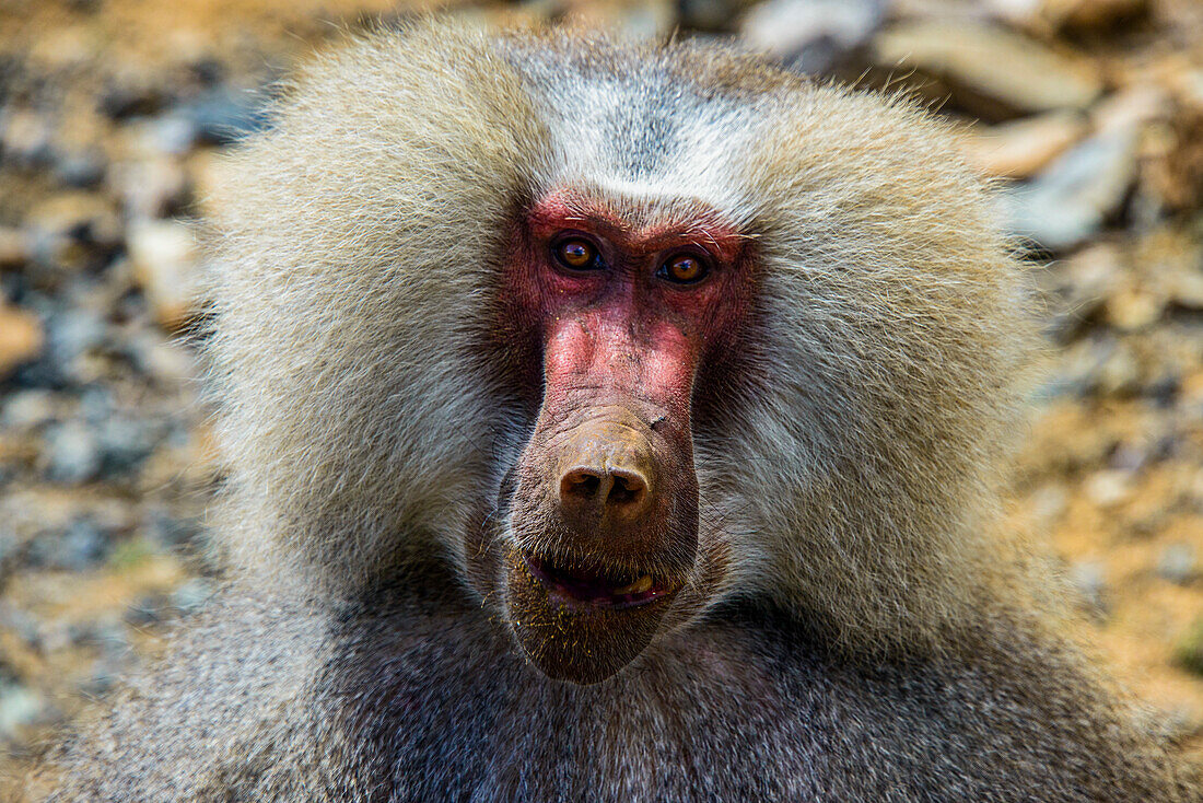 Hamadryas baboon (Papio hamadryas), along the road from Massawa to Asmara, Eritrea, Africa