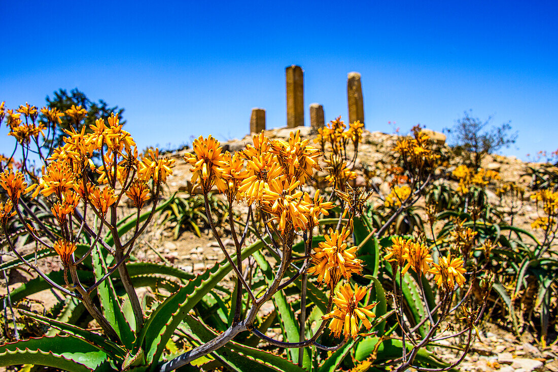 Blühende Blumen vor den Säulen einer zerstörten Struktur in der prä-aksumitischen Siedlung von Qohaito (Koloe), Eritrea, Afrika