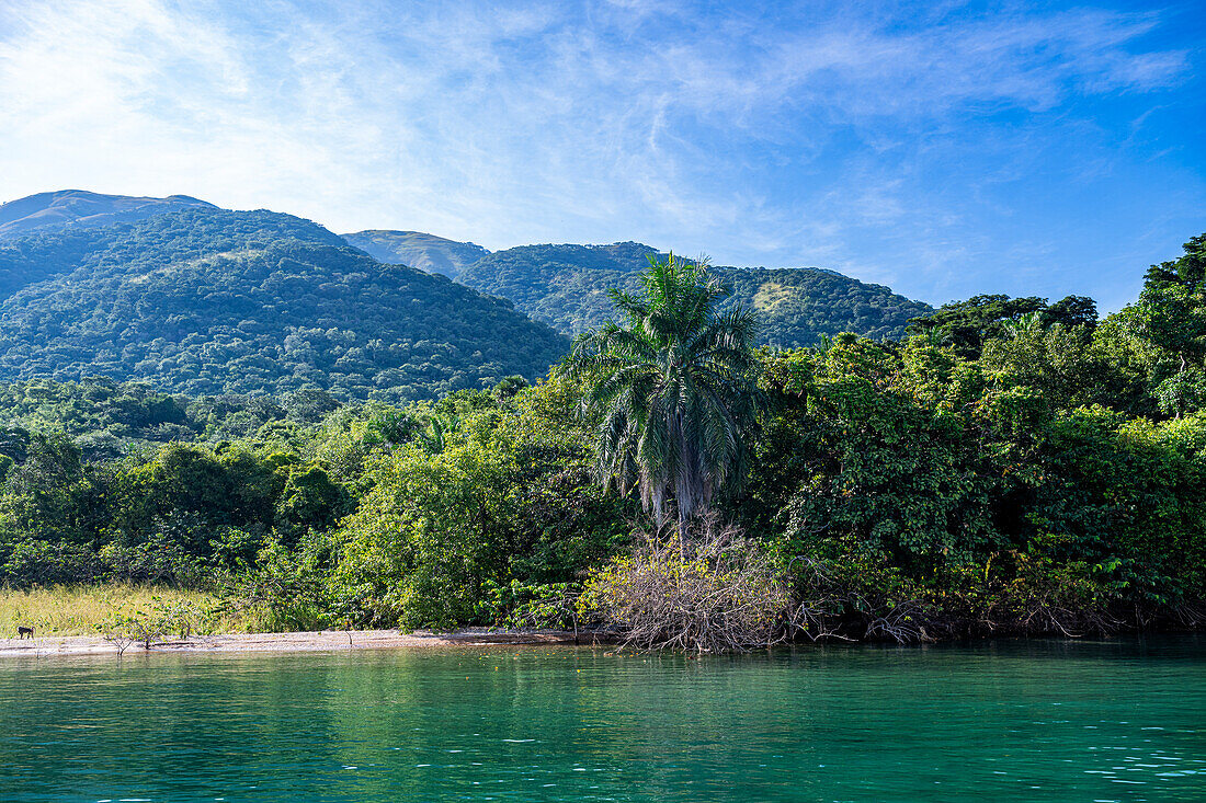 Rain forest in the Gombe Stream National Park, Lake Tanganyika, Tanzania, East Africa, Africa