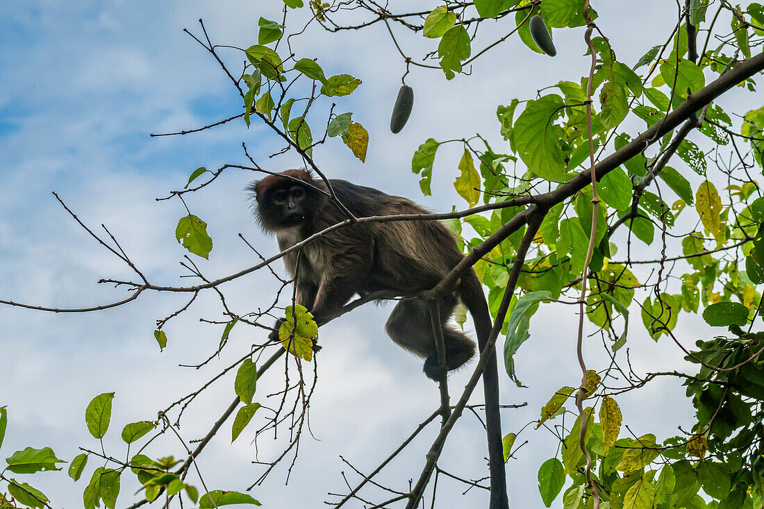 Grüne Meerkatze (Chlorocebus), Gombe Stream National Park, Tanganjikasee, Tansania, Ostafrika, Afrika