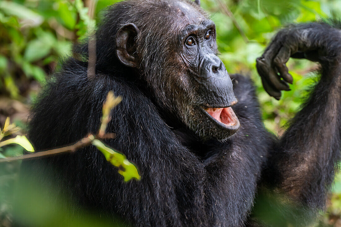 Chimpanzee (Pan troglodytes), Gombe Stream National Park, Lake Tanganyika, Tanzania, East Africa, Africa