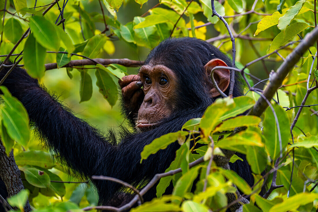 Schimpanse (Pan troglodytes), Gombe Stream National Park, Tanganjikasee, Tansania, Ostafrika, Afrika