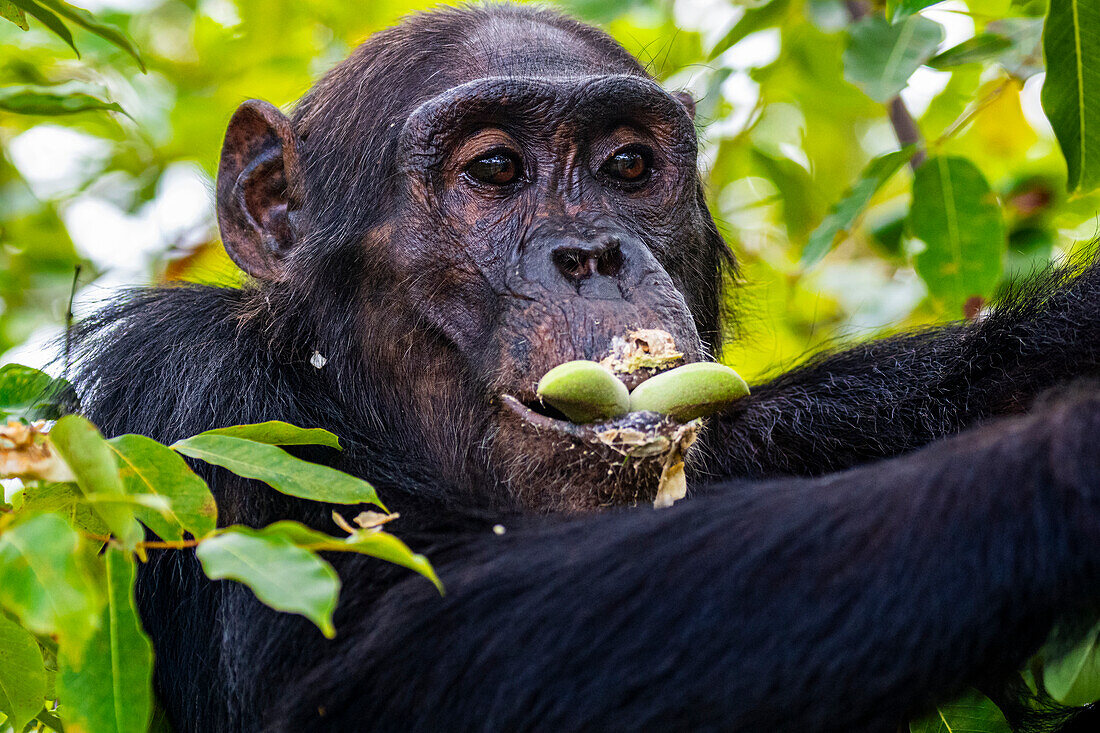 Chimpanzee (Pan troglodytes), Gombe Stream National Park, Lake Tanganyika, Tanzania, East Africa, Africa