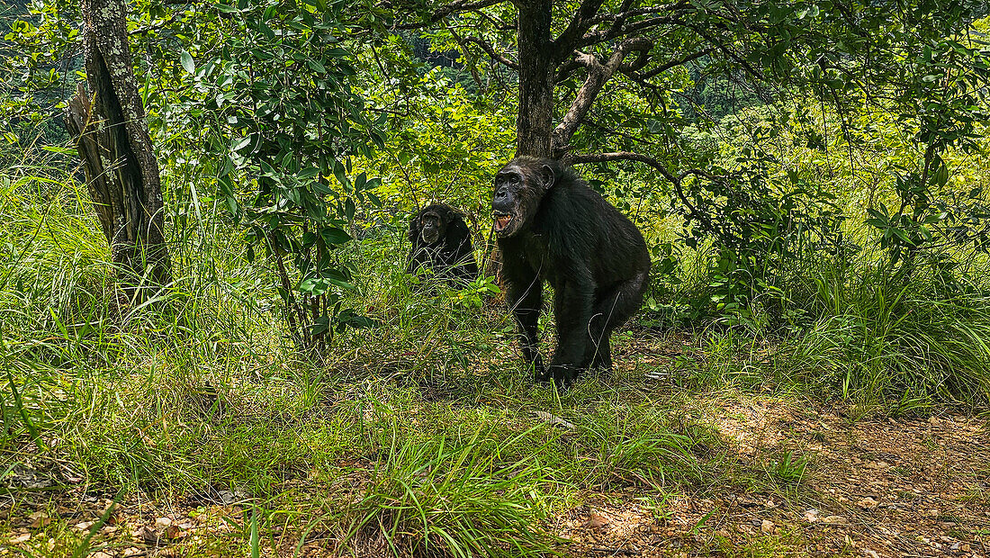 Chimpanzee (Pan troglodytes), Gombe Stream National Park, Lake Tanganyika, Tanzania, East Africa, Africa