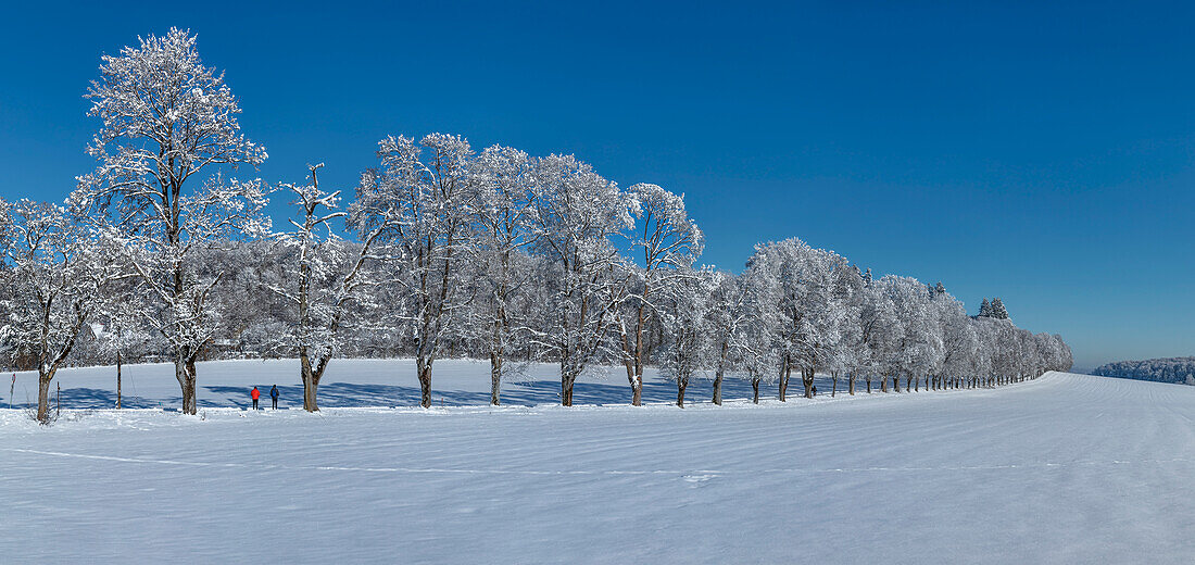 Alley of trees in winter, Swabian Jura, Baden-Wurttemberg, Germany, Europe