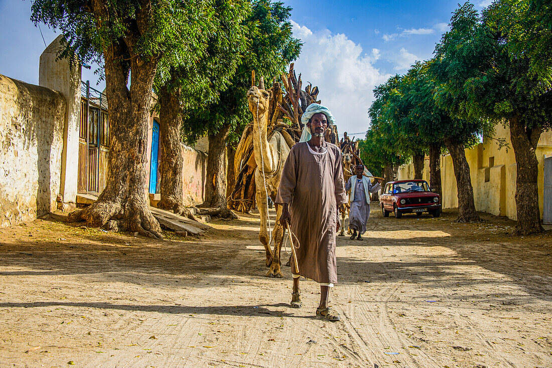 Kamelkarawane zu Fuß mit Brennholz durch Keren, Eritrea, Afrika