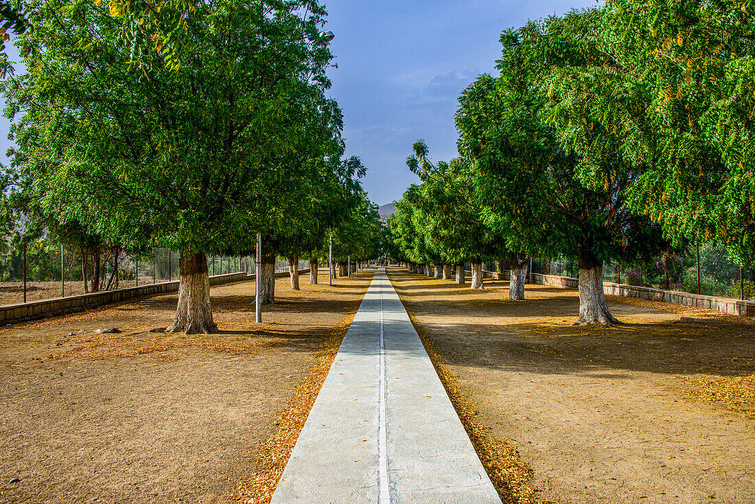 Tree alley to the Shrine of Mariam Dearit, Keren, Eritrea, Africa