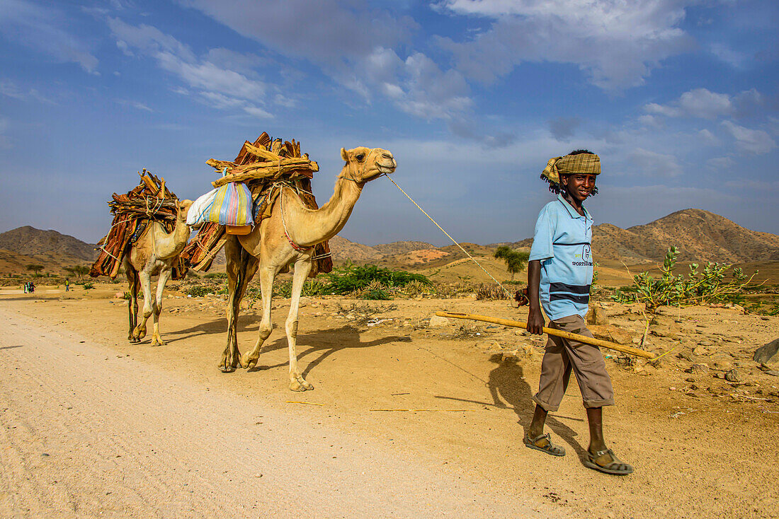 Kamelkarawane mit Brennholz zu Fuß durch Keren, Eritrea, Afrika