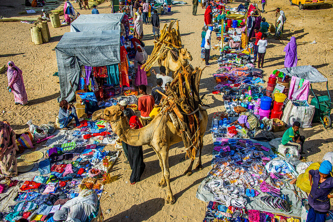 Mit Brennholz beladenes Kamel auf dem bunten Montagsmarkt von Keren, Eritrea, Afrika