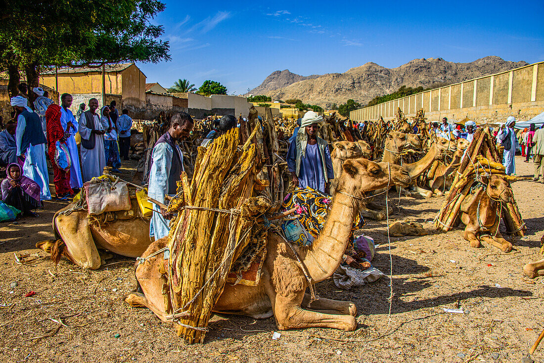 Mit Brennholz beladene Kamele, Montagsmarkt von Keren, Eritrea, Afrika