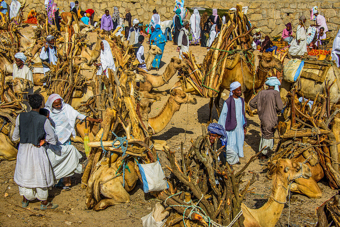 Kamele mit Brennholz beladen, Montagsmarkt von Keren, Eritrea, Afrika