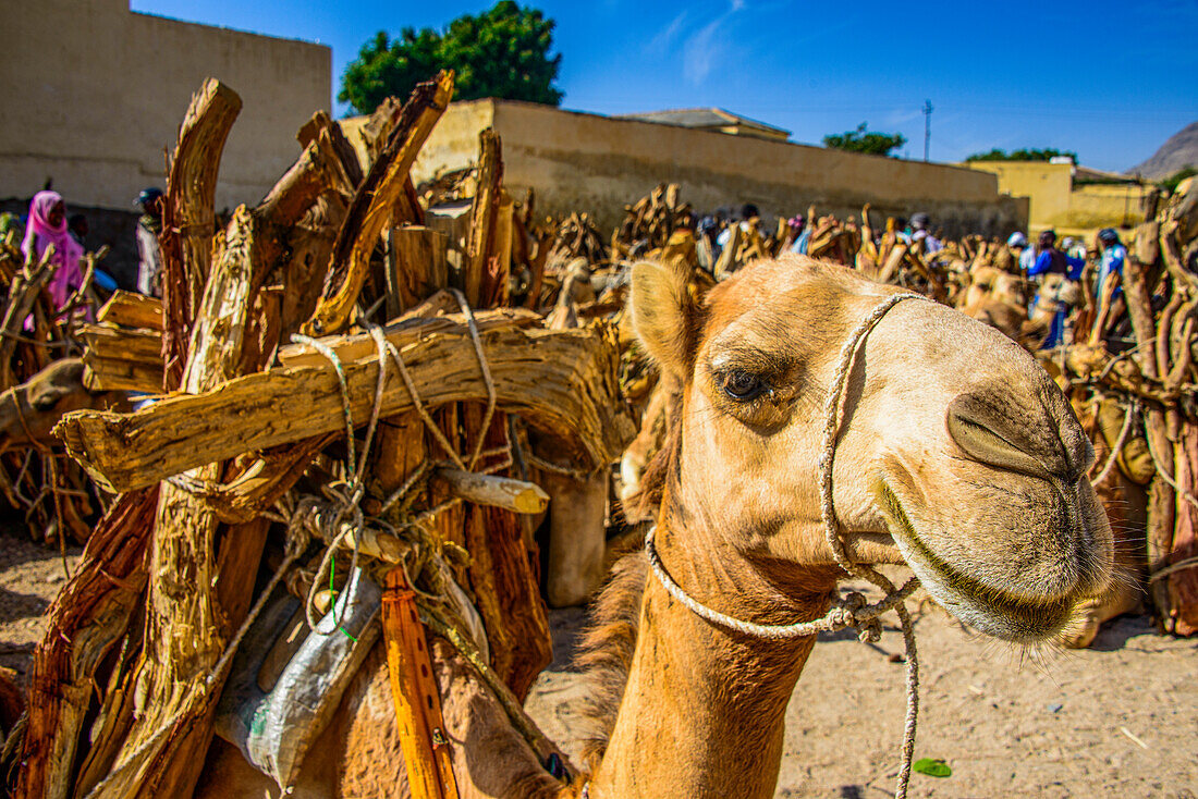 Kamel beladen mit Brennholz, Montagsmarkt von Keren, Eritrea, Afrika