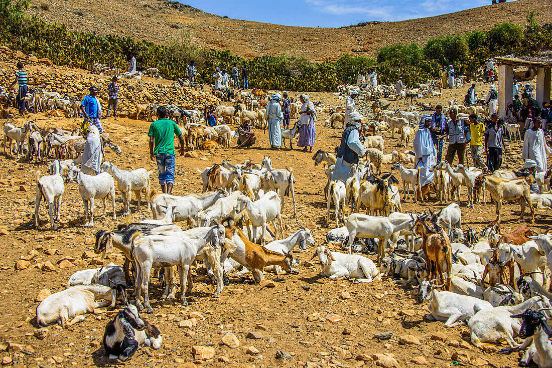 The Monday animal market of Keren, Eritrea, Africa