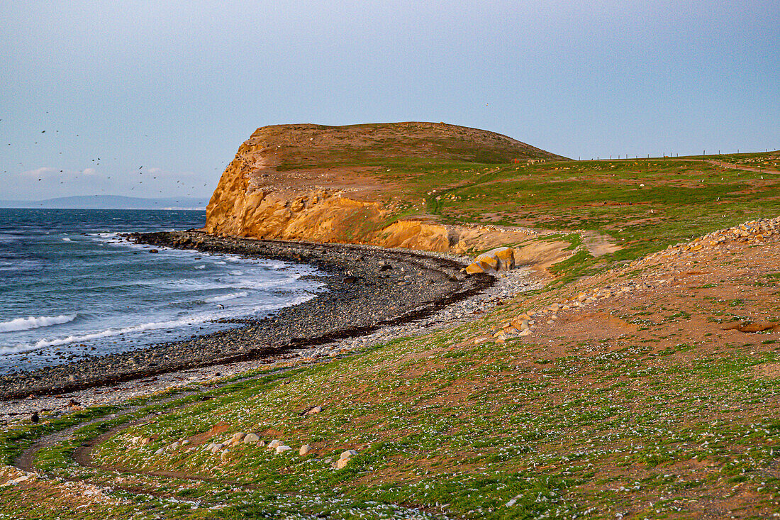 Insel Magdalena, Region Magallanes, Punta Arenas, Chile, Südamerika