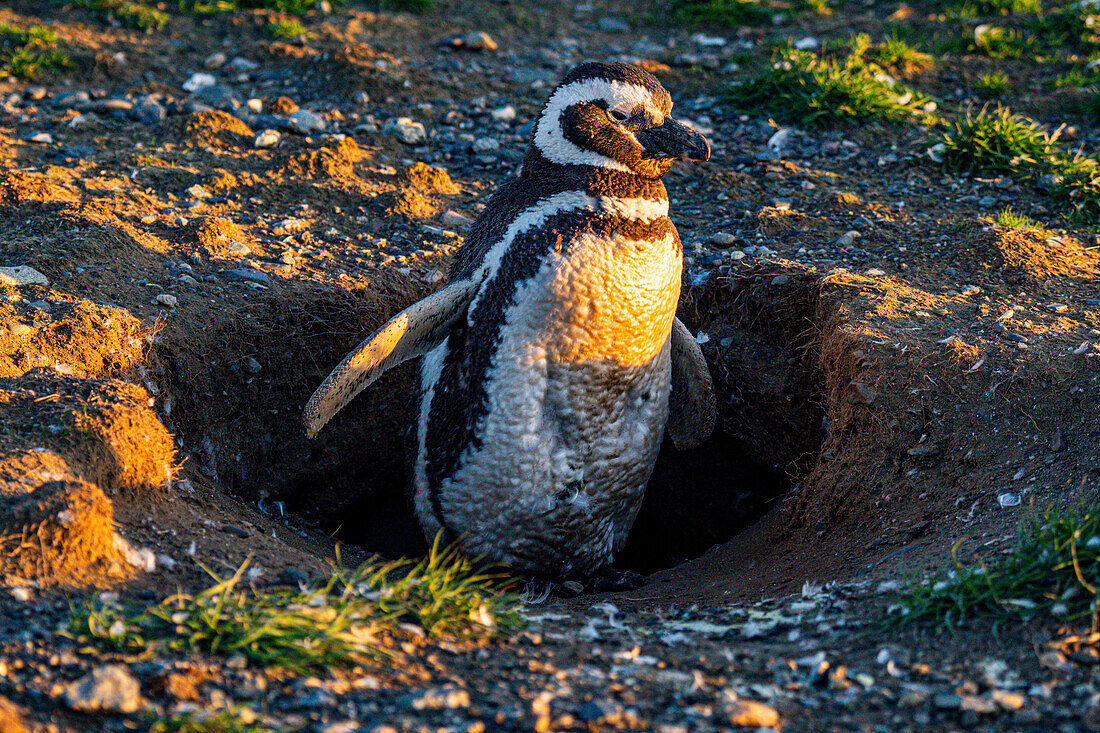 Magellanic penguin (Spheniscus magellanicus), Magdalena Island, Magallanes Region, Punta Arenas, Chile, South America