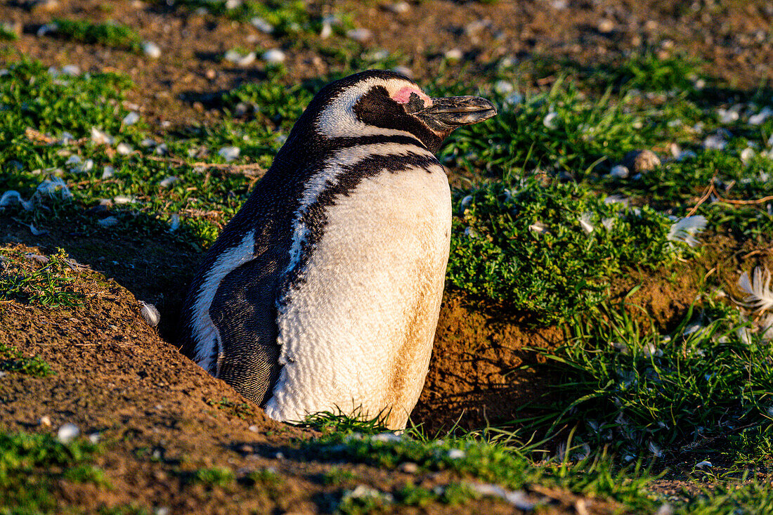 Magdalena-Insel, Magallanes-Region, Punta Arenas, Chile, Südamerika