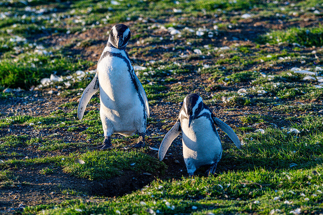 Magdalena-Insel, Magallanes-Region, Punta Arenas, Chile, Südamerika