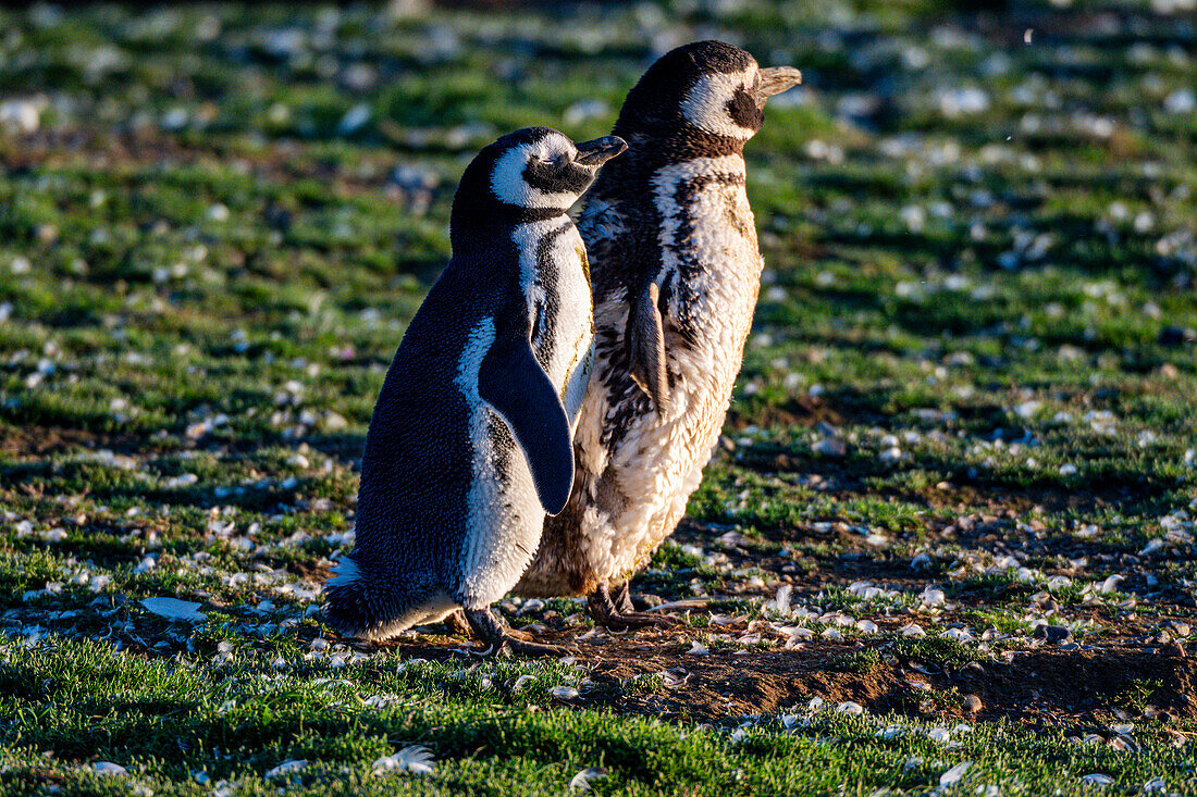 Magdalena-Insel, Magallanes-Region, Punta Arenas, Chile, Südamerika