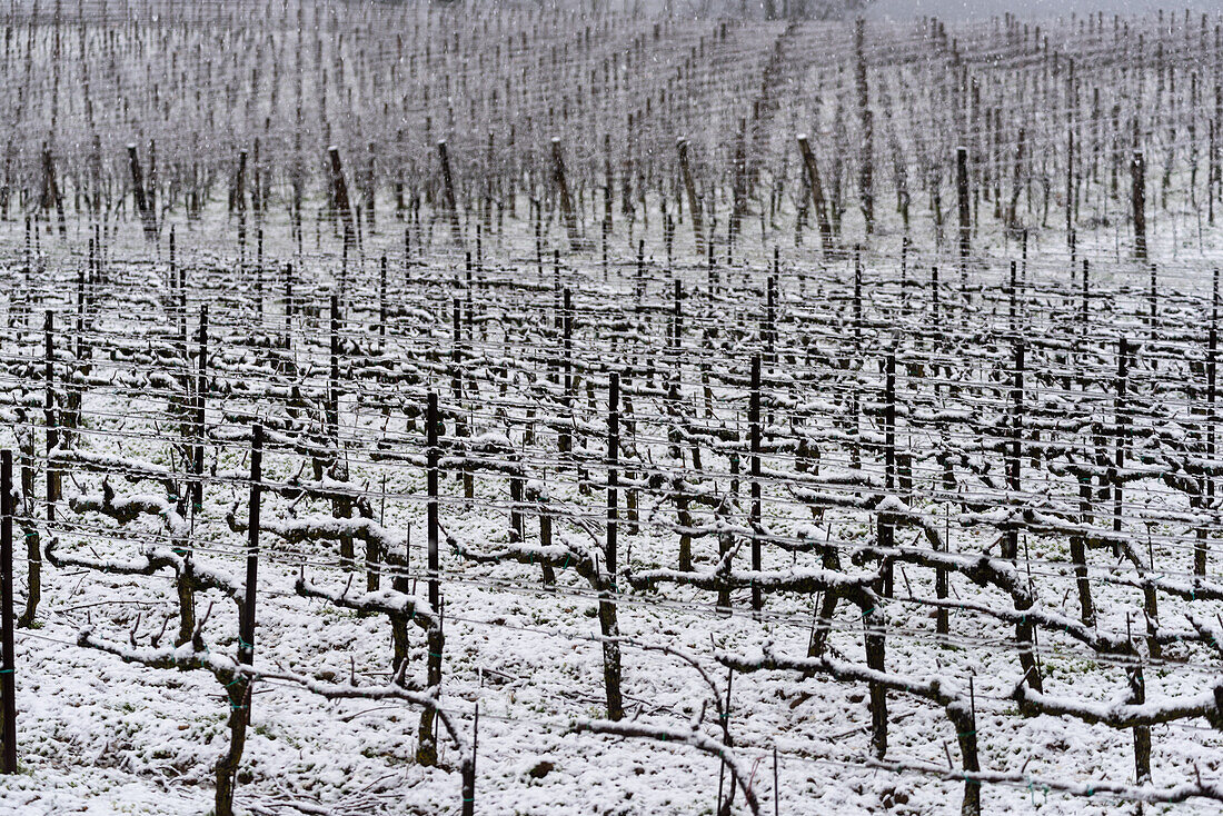 Winterlandschaft in Franciacorta Landgebiet, Provinz Brescia, Lombardei, Italien, Europa