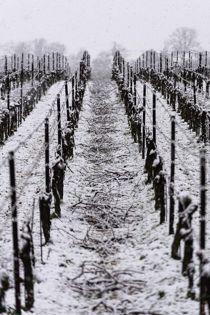 Winterlandschaft in Franciacorta Landgebiet, Provinz Brescia, Lombardei, Italien, Europa