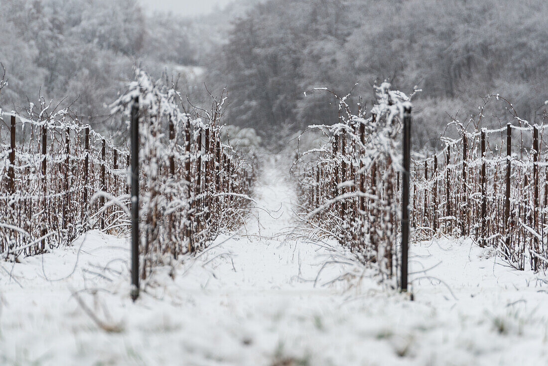 Winter Landscape in Franciacorta Country area, Brescia province, Lombardy, Italy, Europe